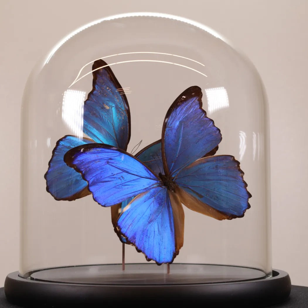 Morpho didius 2x in stolp 23x23 cm
