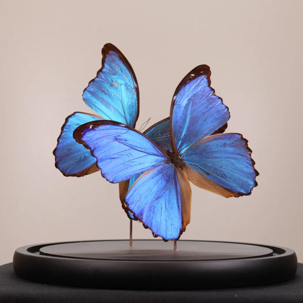 Morpho didius 2x in stolp 23x23 cm