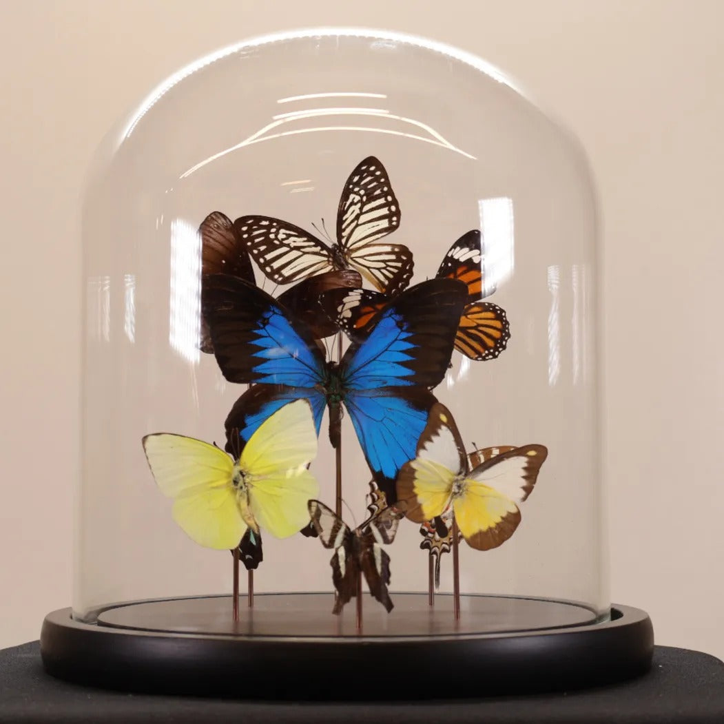 Vlinders mix met Papilio ulysses in stolp 23x23 cm