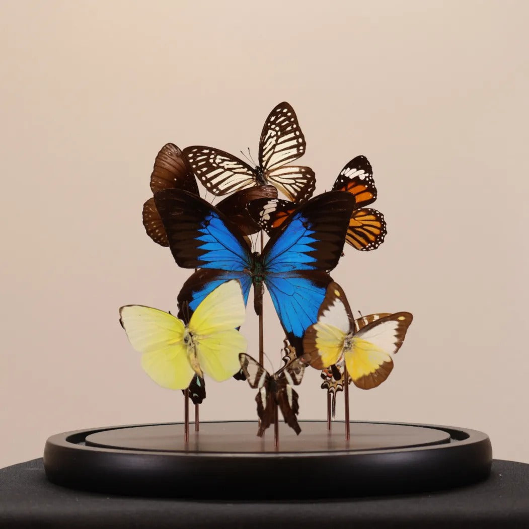 Vlinders mix met Papilio ulysses in stolp 23x23 cm