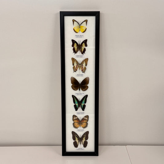 Lijst met 7 verschillende vlinders