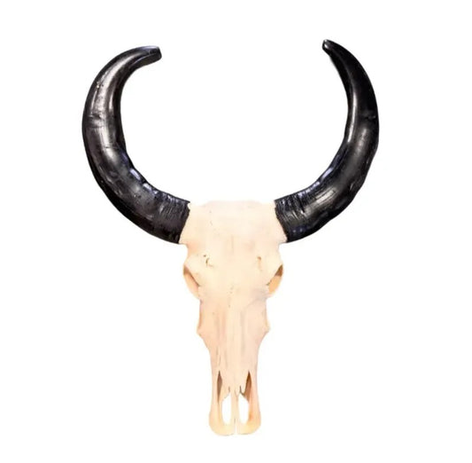 Véritable crâne de buffle pour le mur