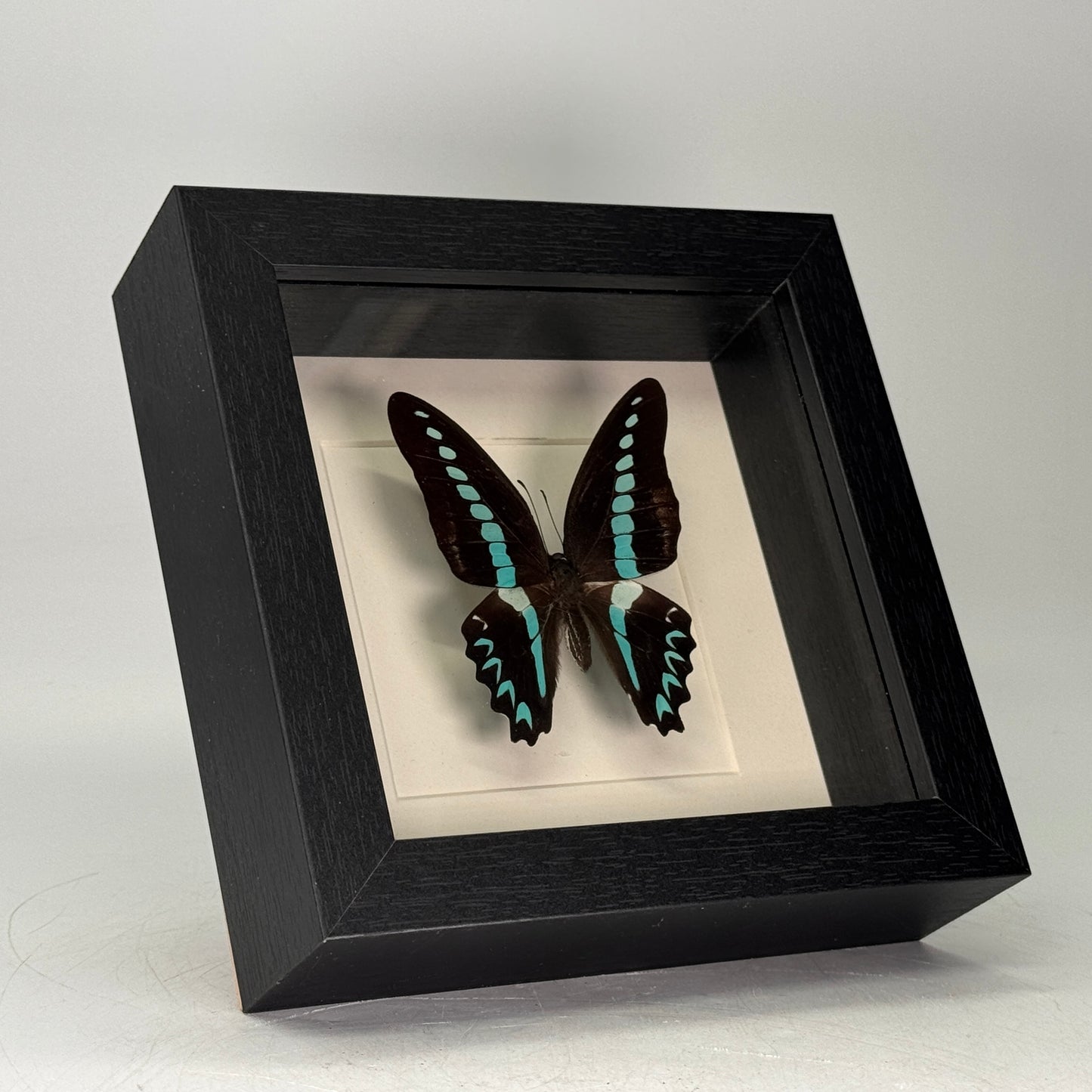 Graphium sarpedon in lijst 16x16 cm