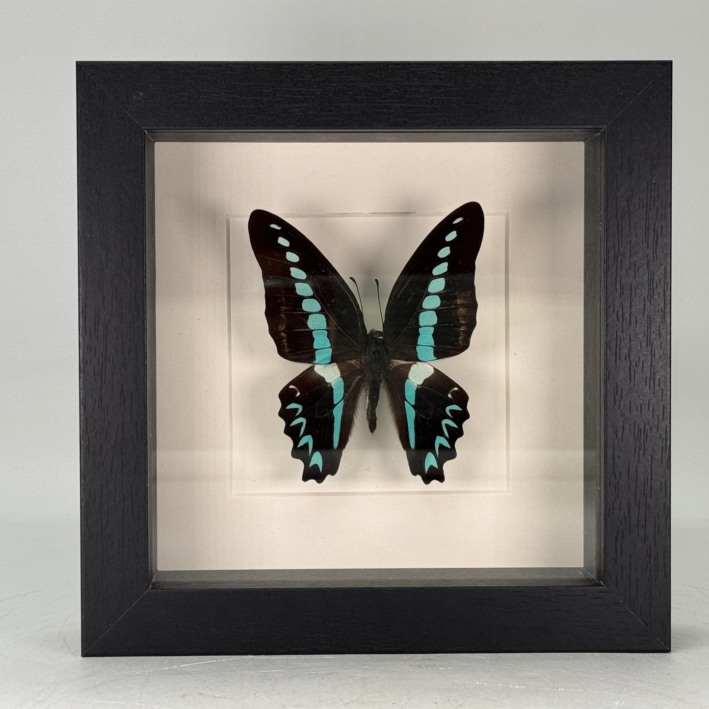 Graphium sarpedon in lijst 16x16 cm