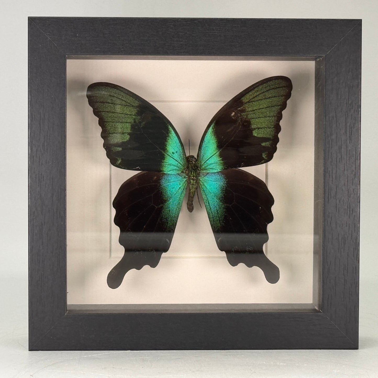 Papilio peranthus in lijst 16x16 cm