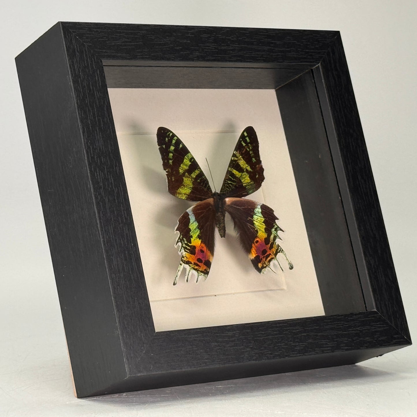 Urania ripheus in lijst 16x16 cm