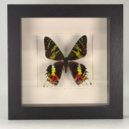 Urania ripheus in lijst 16x16 cm