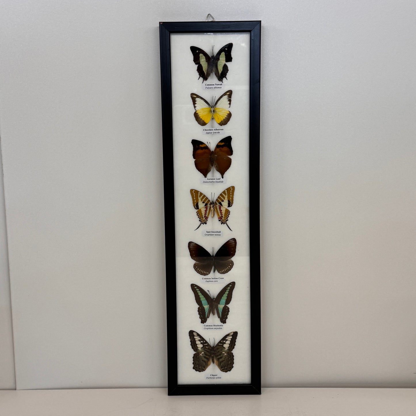 Lijst met 7 Opgezette Vlinders