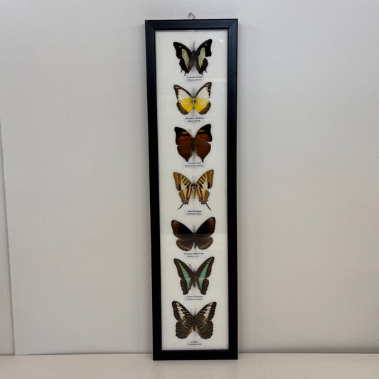 Lijst met 7 Opgezette Vlinders