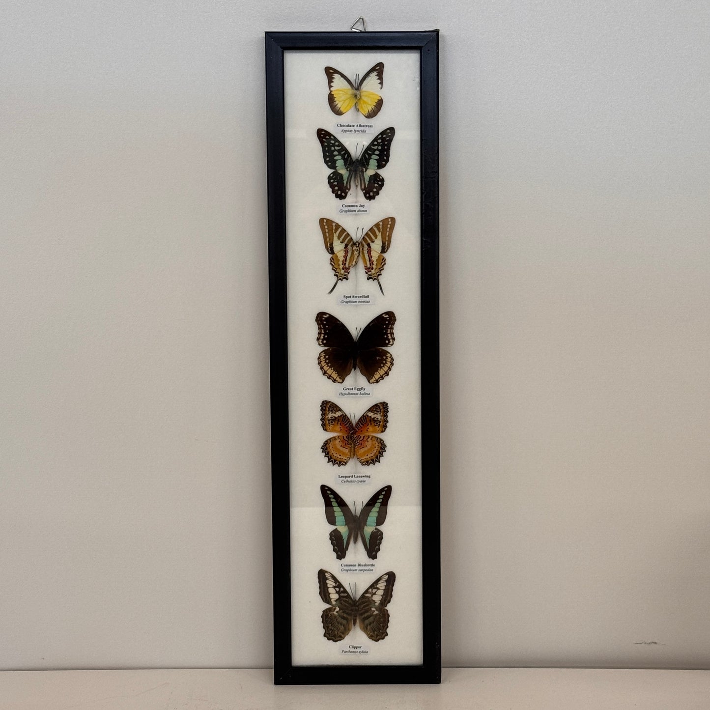 Lijst met 7 Opgezette Vlinders