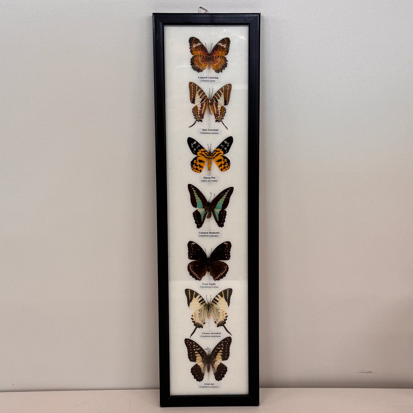 Lijst met 7 Opgezette Vlinders