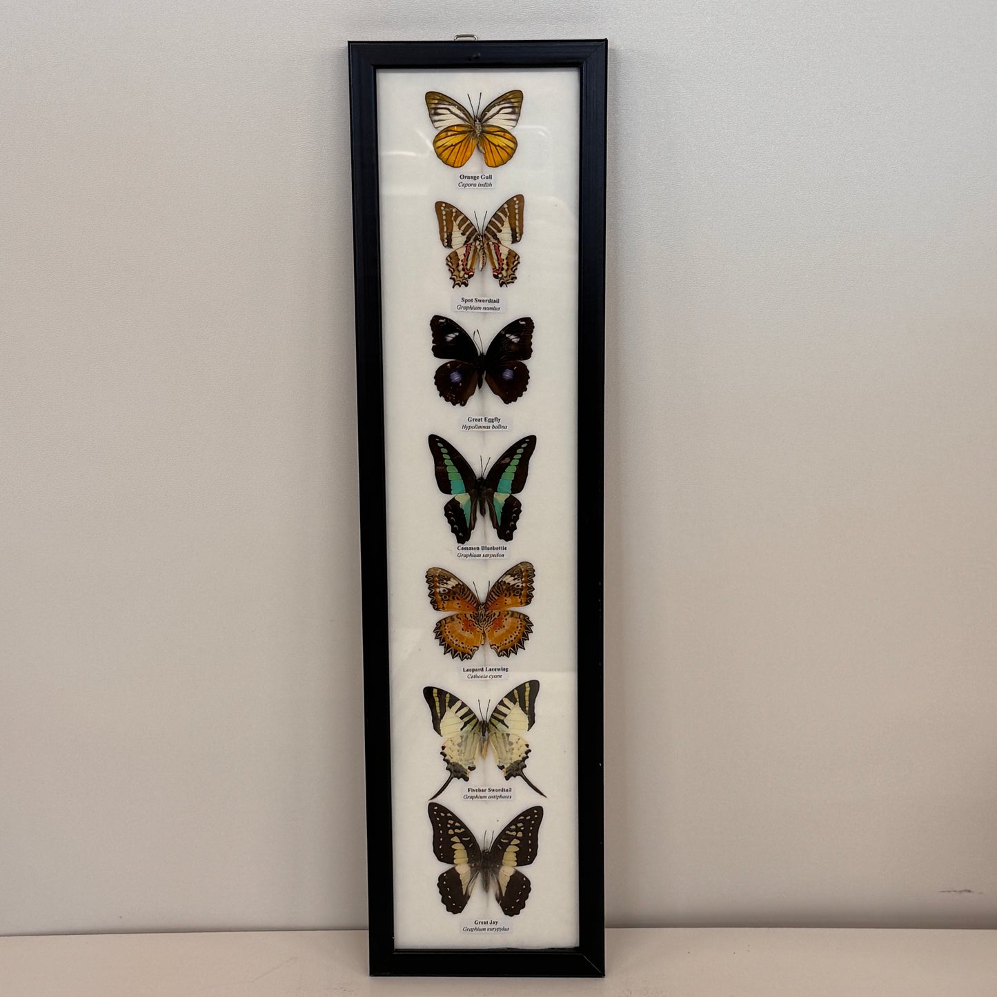 Lijst met 7 Opgezette Vlinders