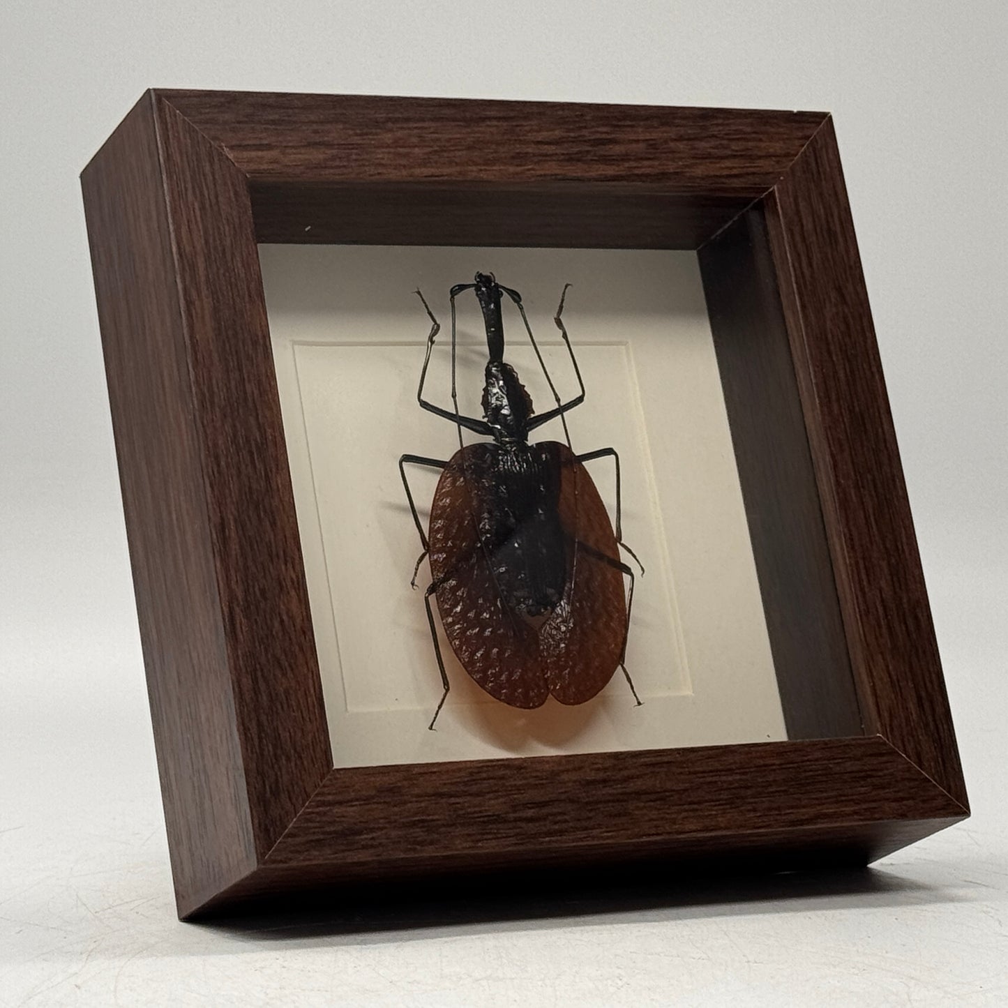 Vioolkever – Mormolyce phyllodes | Luxe Diepe Lijst