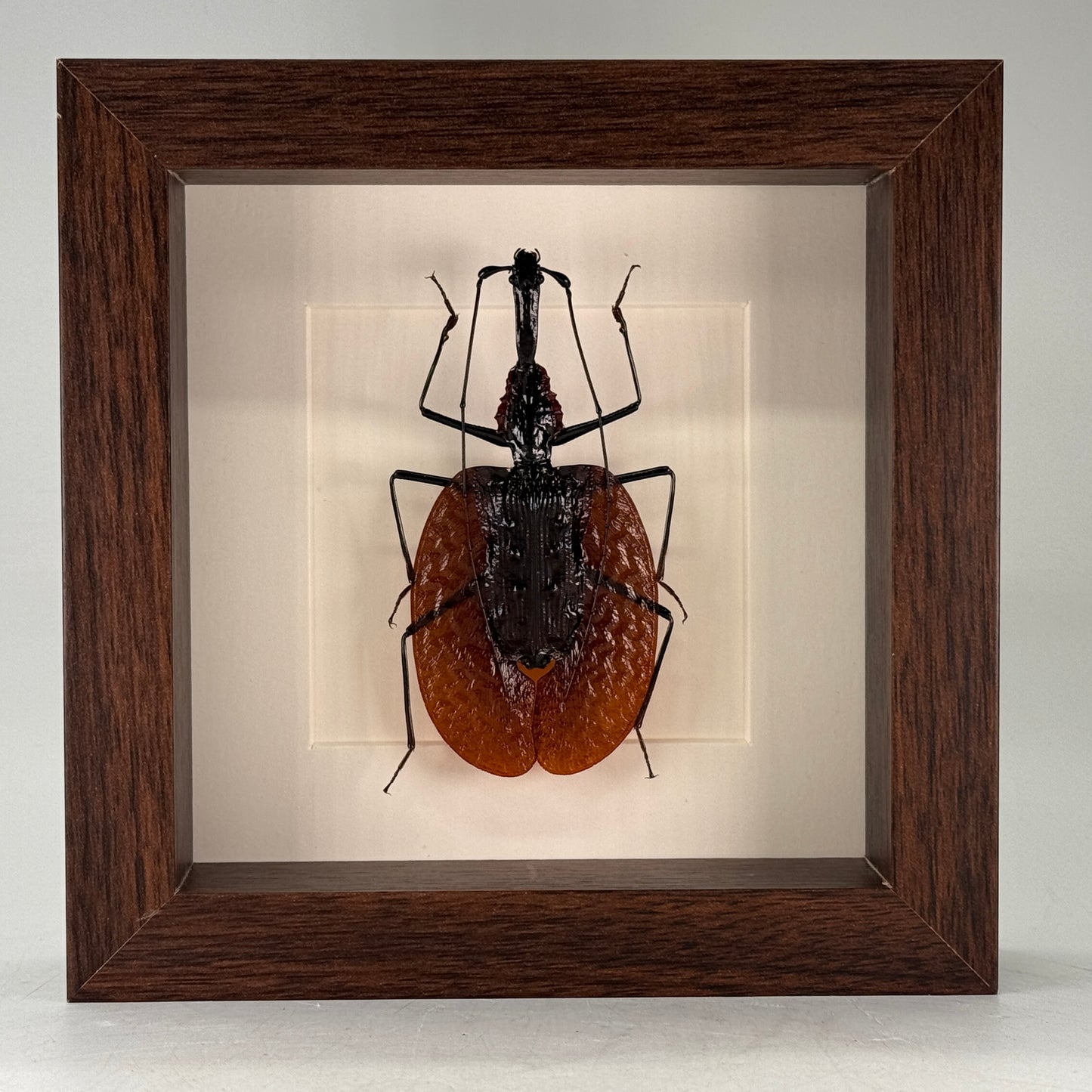 Vioolkever – Mormolyce phyllodes | Luxe Diepe Lijst