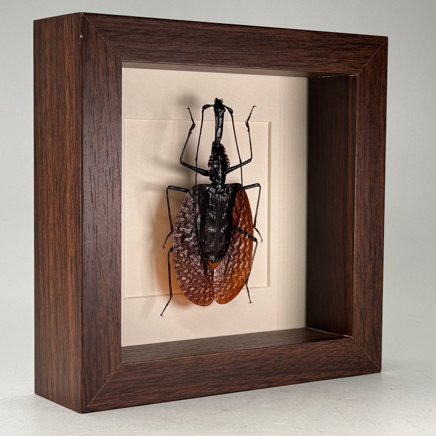 Vioolkever – Mormolyce phyllodes | Luxe Diepe Lijst