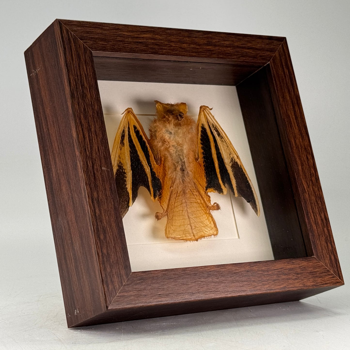 Kerivoula picta – Painted Bat | Luxe Diepe Lijst