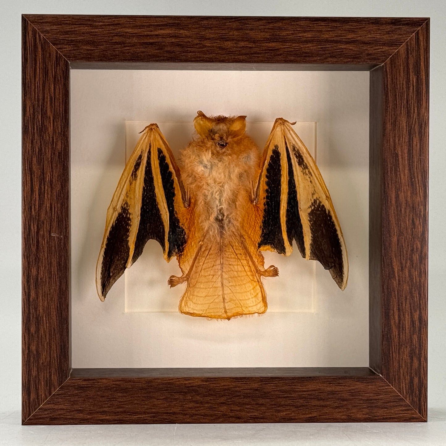 Kerivoula picta – Painted Bat | Luxe Diepe Lijst