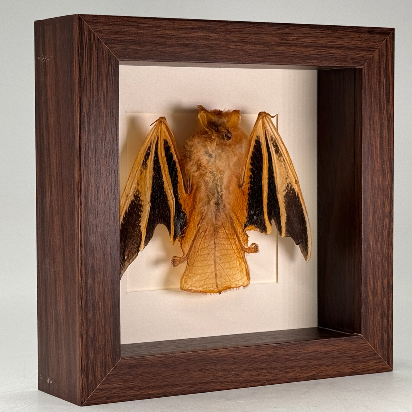 Kerivoula picta – Painted Bat | Luxe Diepe Lijst
