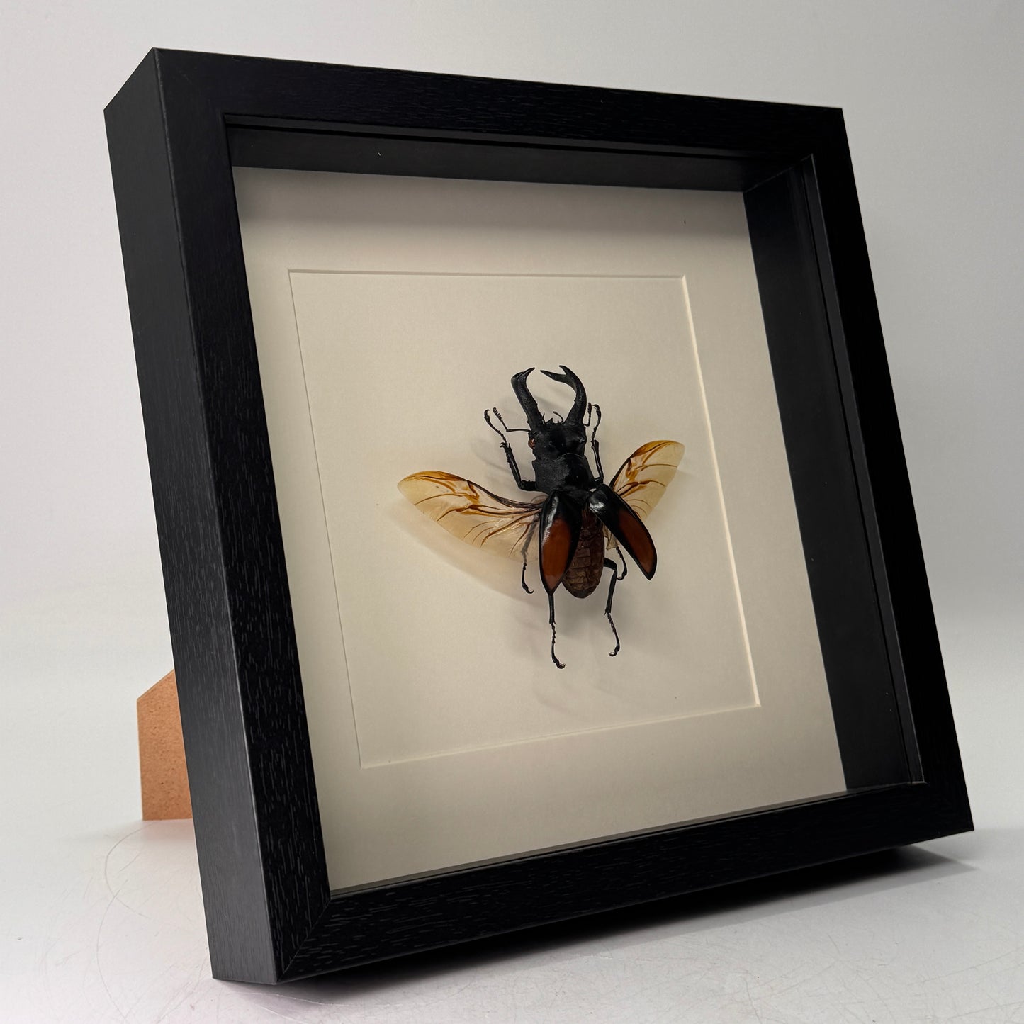 Hexartrius parryi – Vliegend hert in luxe diepe lijst