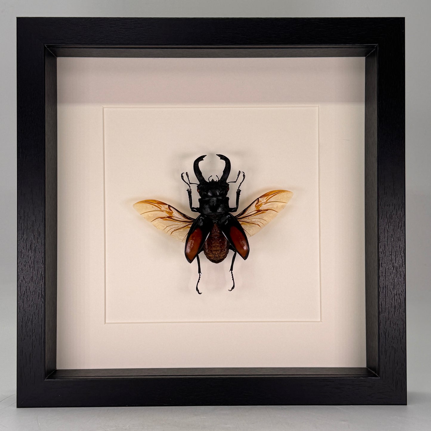 Hexartrius parryi – Vliegend hert in luxe diepe lijst