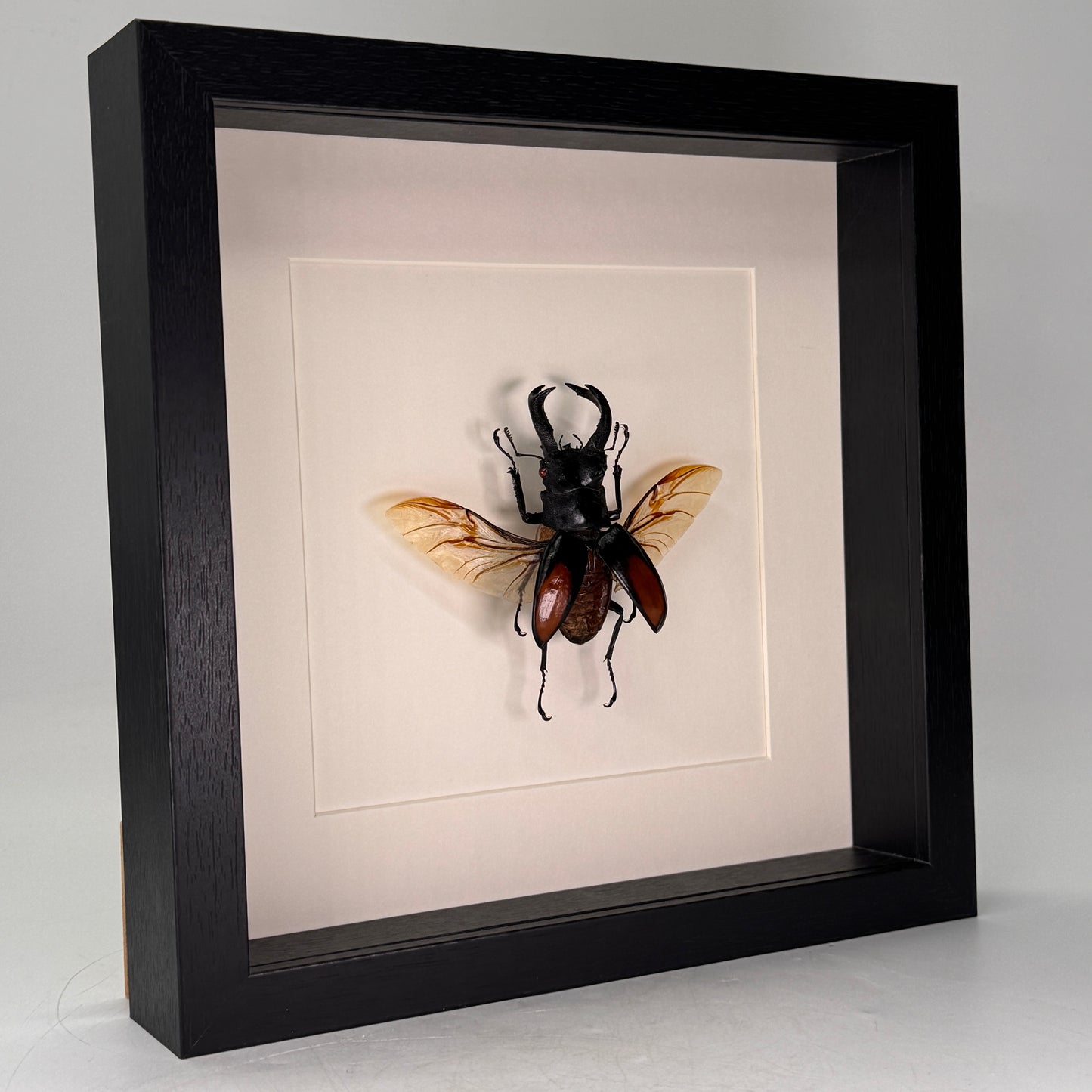 Hexartrius parryi – Vliegend hert in luxe diepe lijst