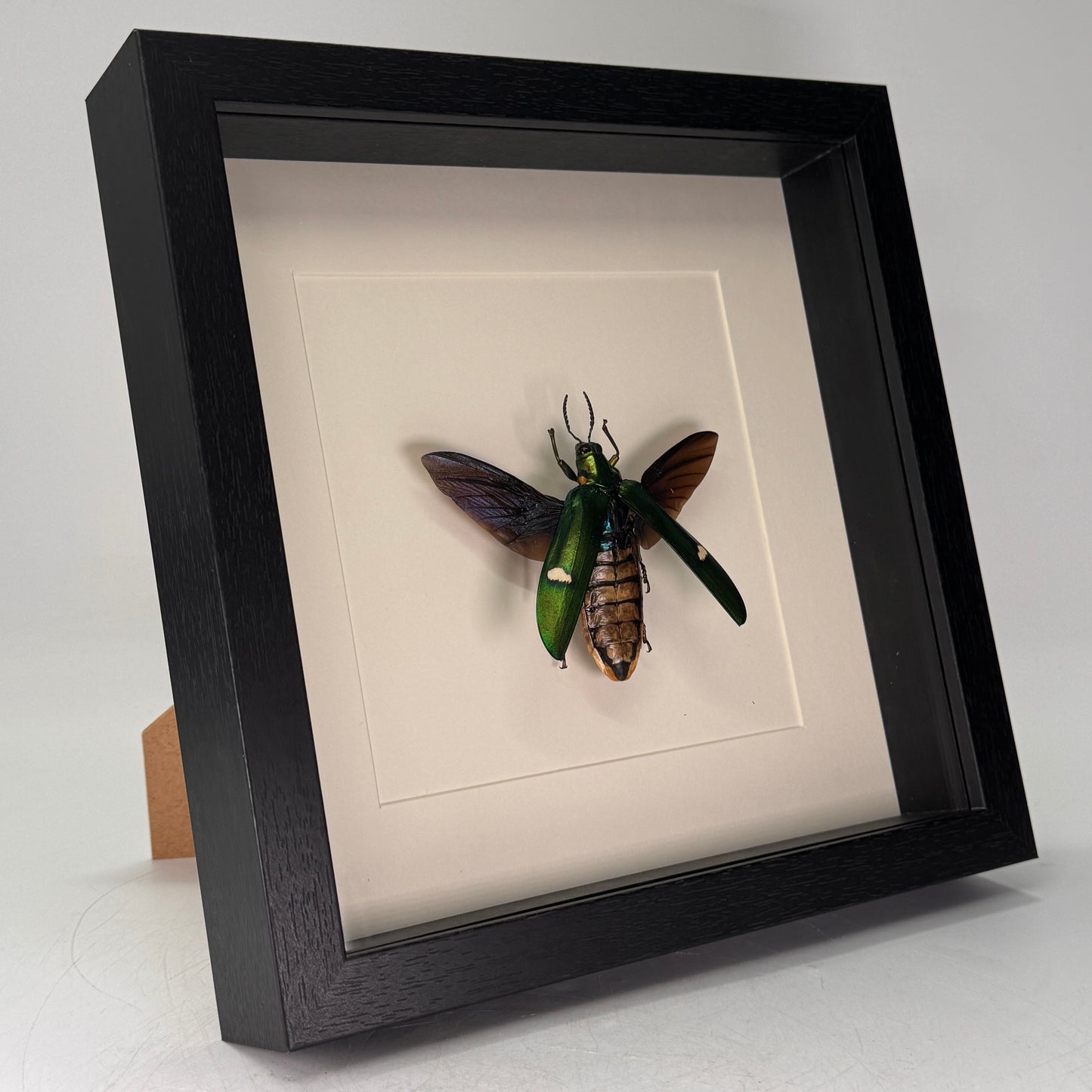 Megaloxantha bicolor – Juweelkever in luxe diepe lijst