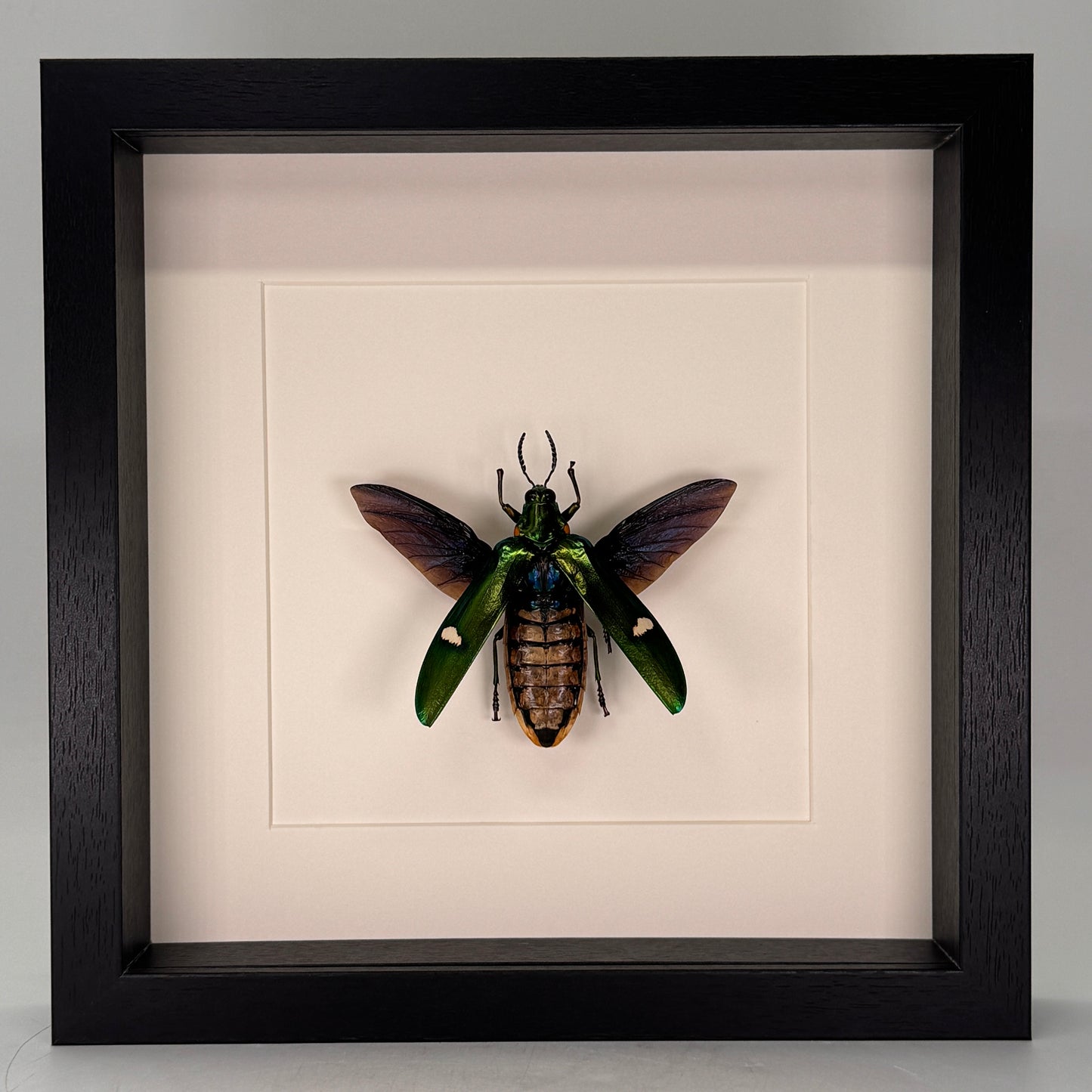 Megaloxantha bicolor – Juweelkever in luxe diepe lijst