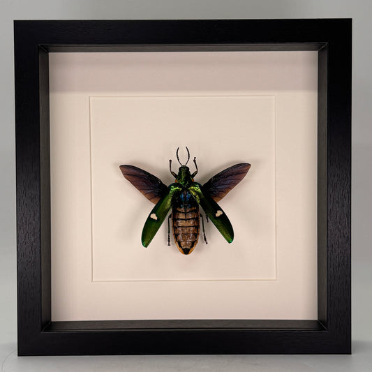 Megaloxantha bicolor – Juweelkever in luxe diepe lijst