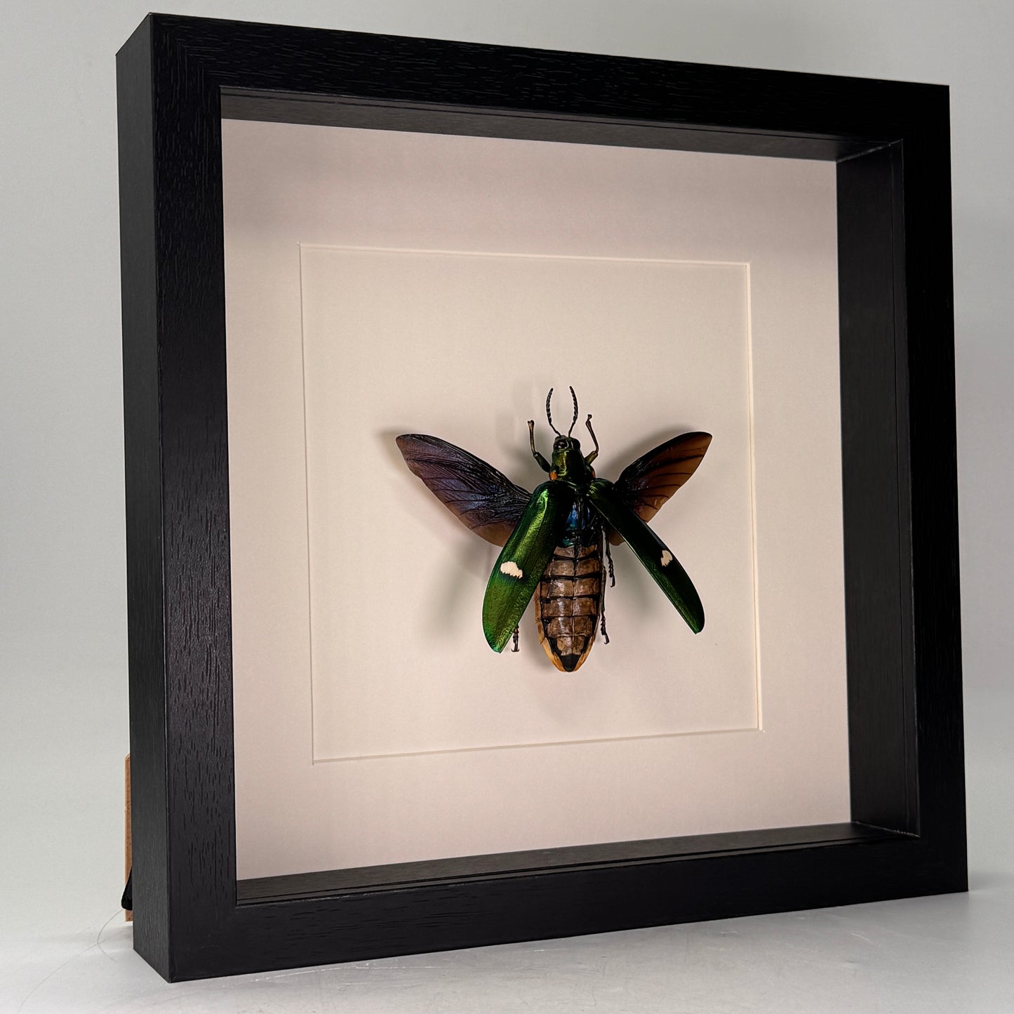 Megaloxantha bicolor – Juweelkever in luxe diepe lijst