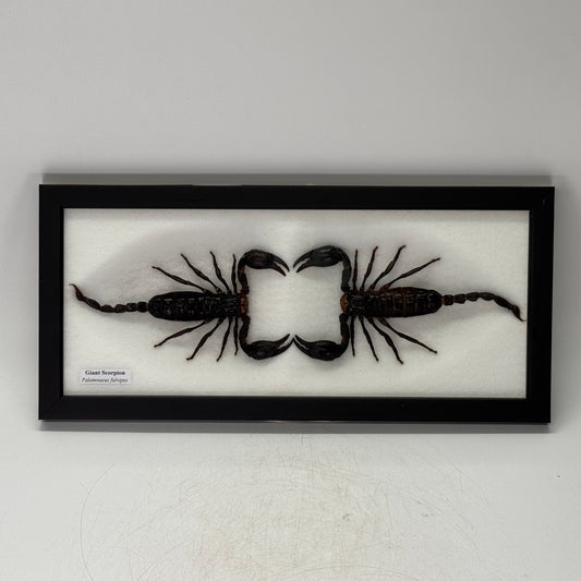 Dubbele opgezette schorpioen in lijst 33x15 cm