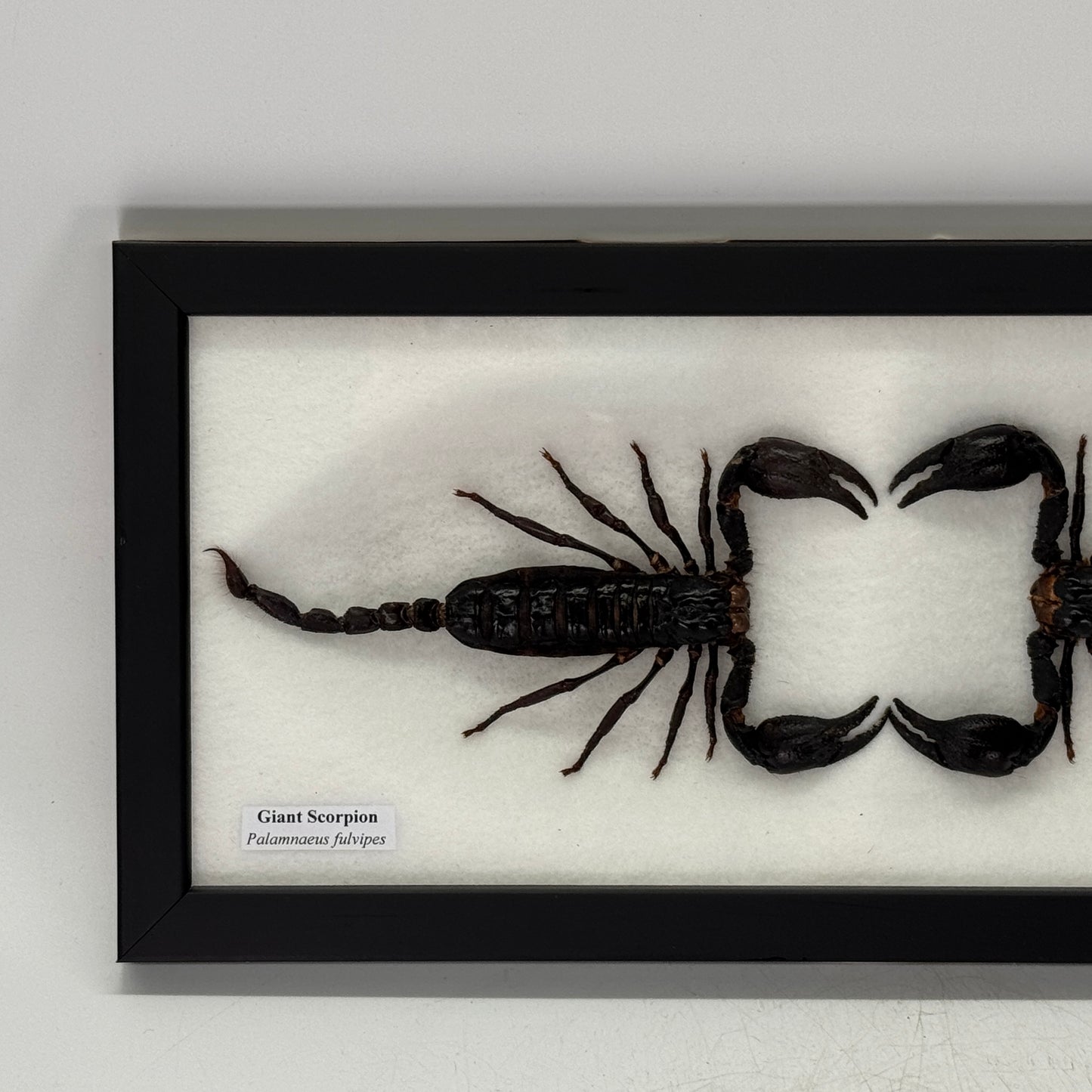 Dubbele opgezette schorpioen in lijst 33x15 cm