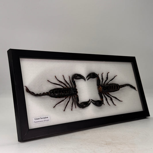 Dubbele opgezette schorpioen in lijst 33x15 cm