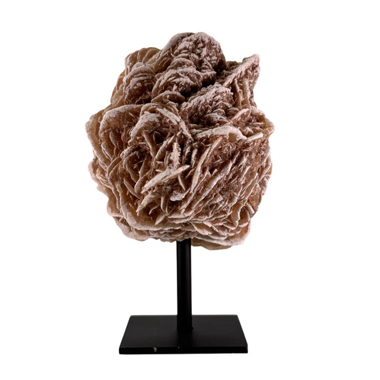 Woestijn roos op zwarte standaard