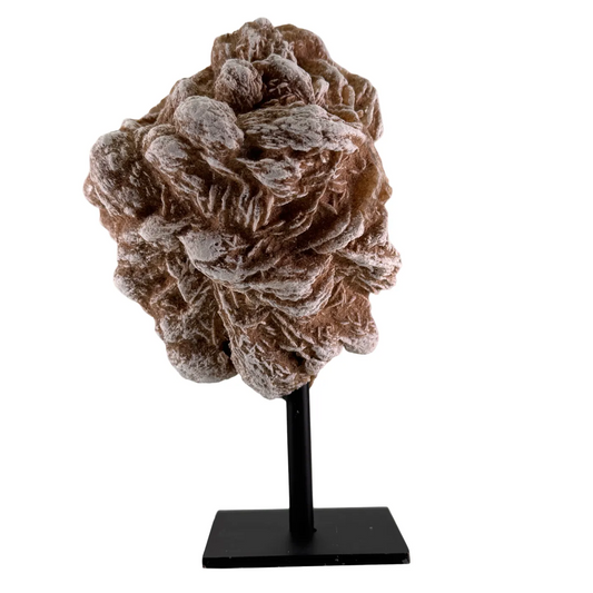 Woestijn roos op zwarte standaard