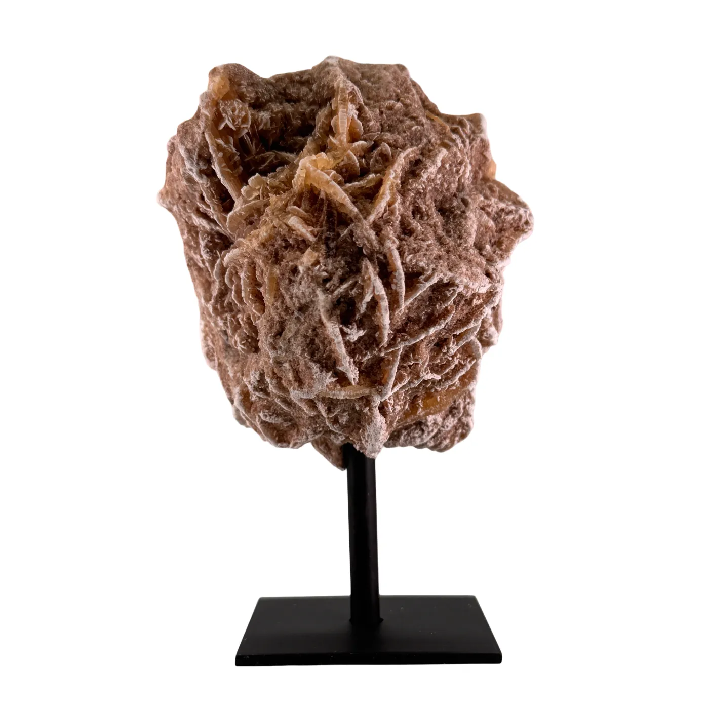 Woestijn roos op zwarte standaard