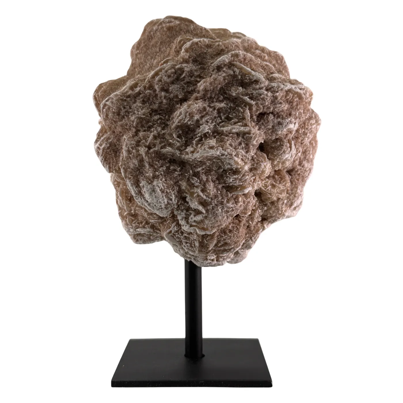 Woestijn roos op zwarte standaard