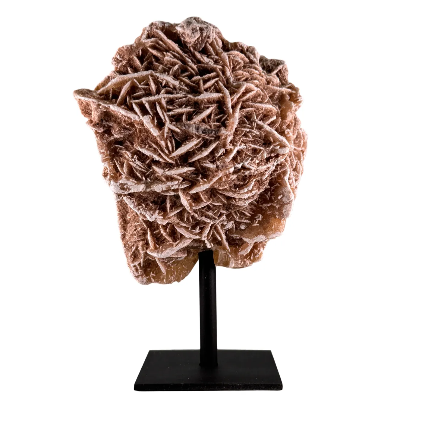 Woestijn roos op zwarte standaard