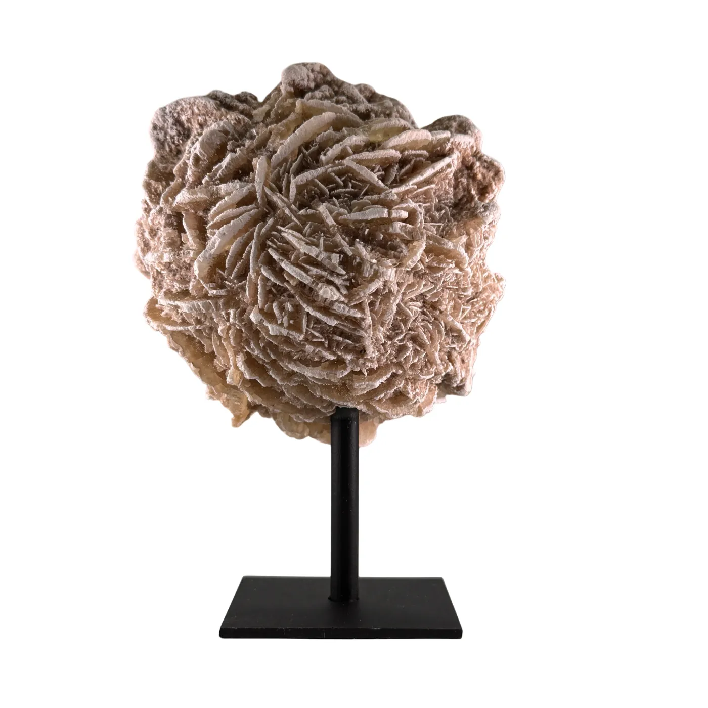 Woestijn roos op zwarte standaard