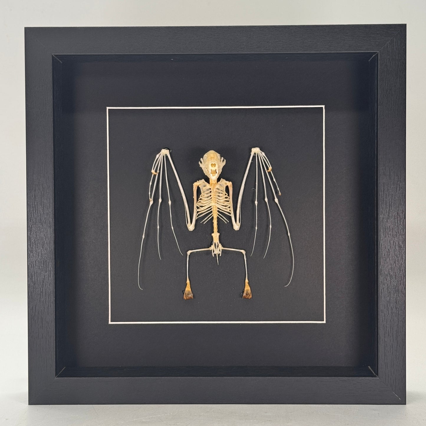 Cynopterus minutus – Vleermuisskelet in luxe lijst