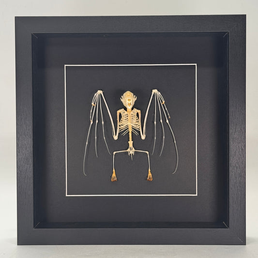 Cynopterus minutus – Vleermuisskelet in luxe lijst