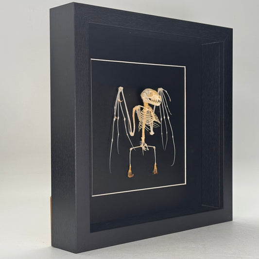 Cynopterus minutus – Vleermuisskelet in luxe lijst