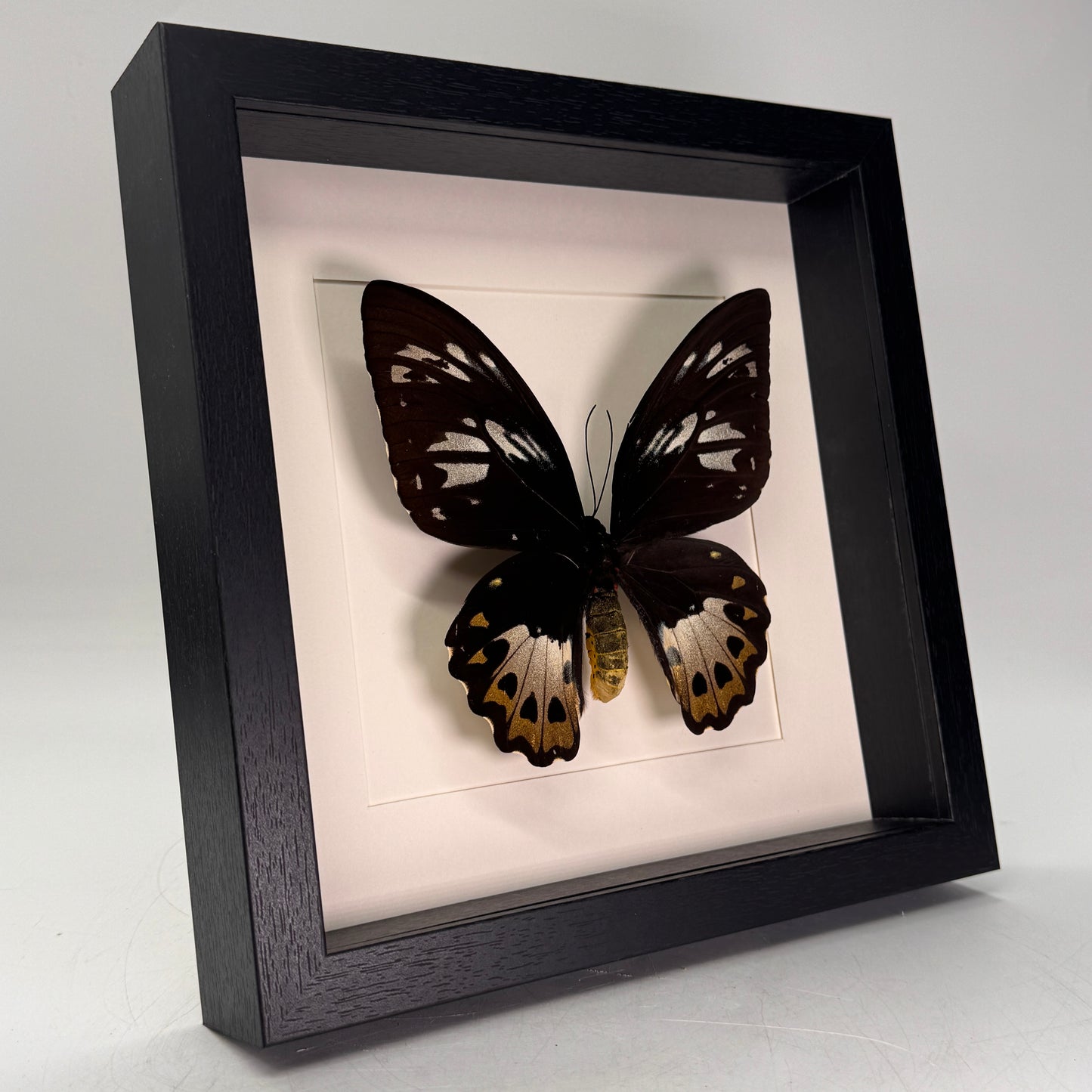 Ornithoptera priamus (vrouw) in lijst 25x25 cm