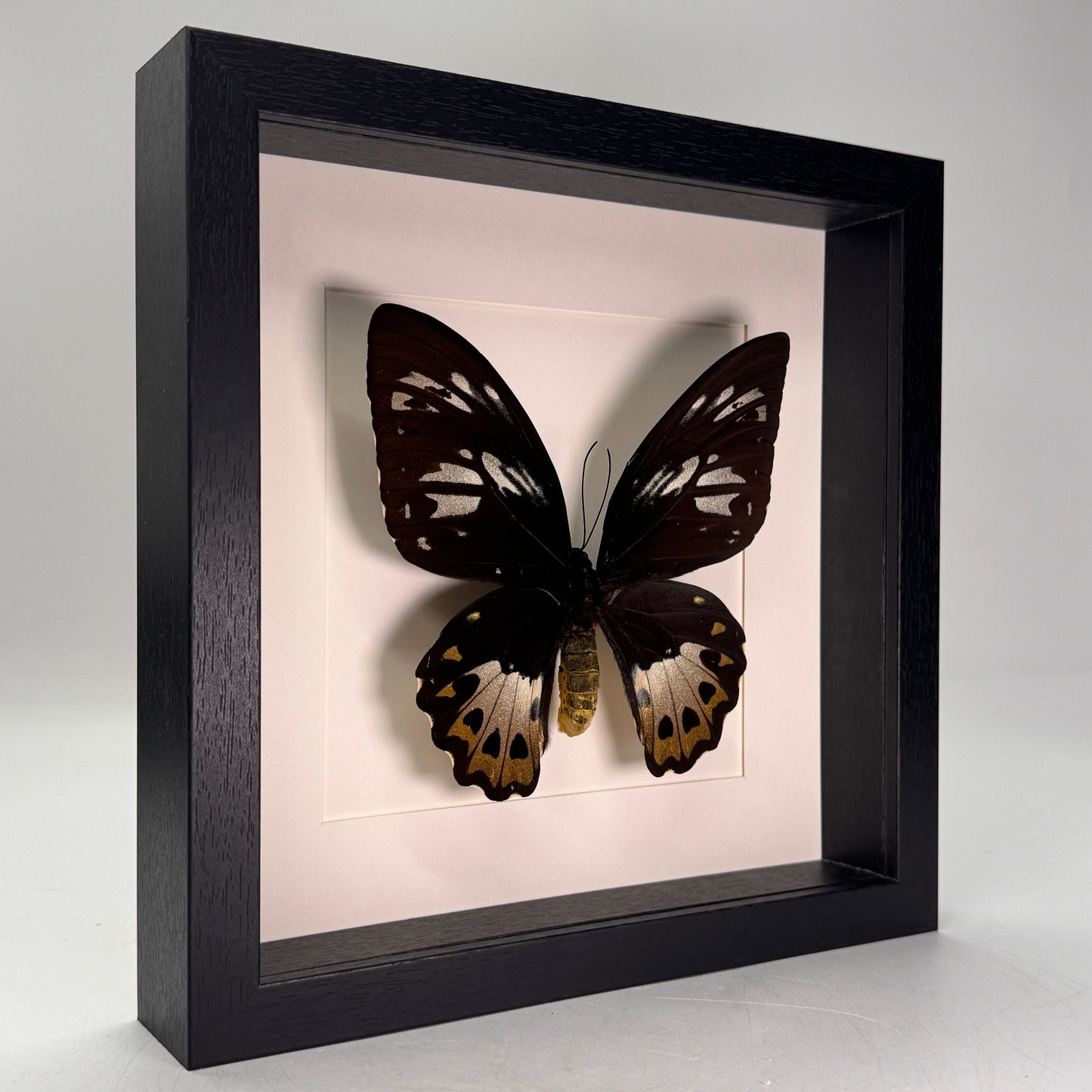Ornithoptera priamus (vrouw) in lijst 25x25 cm