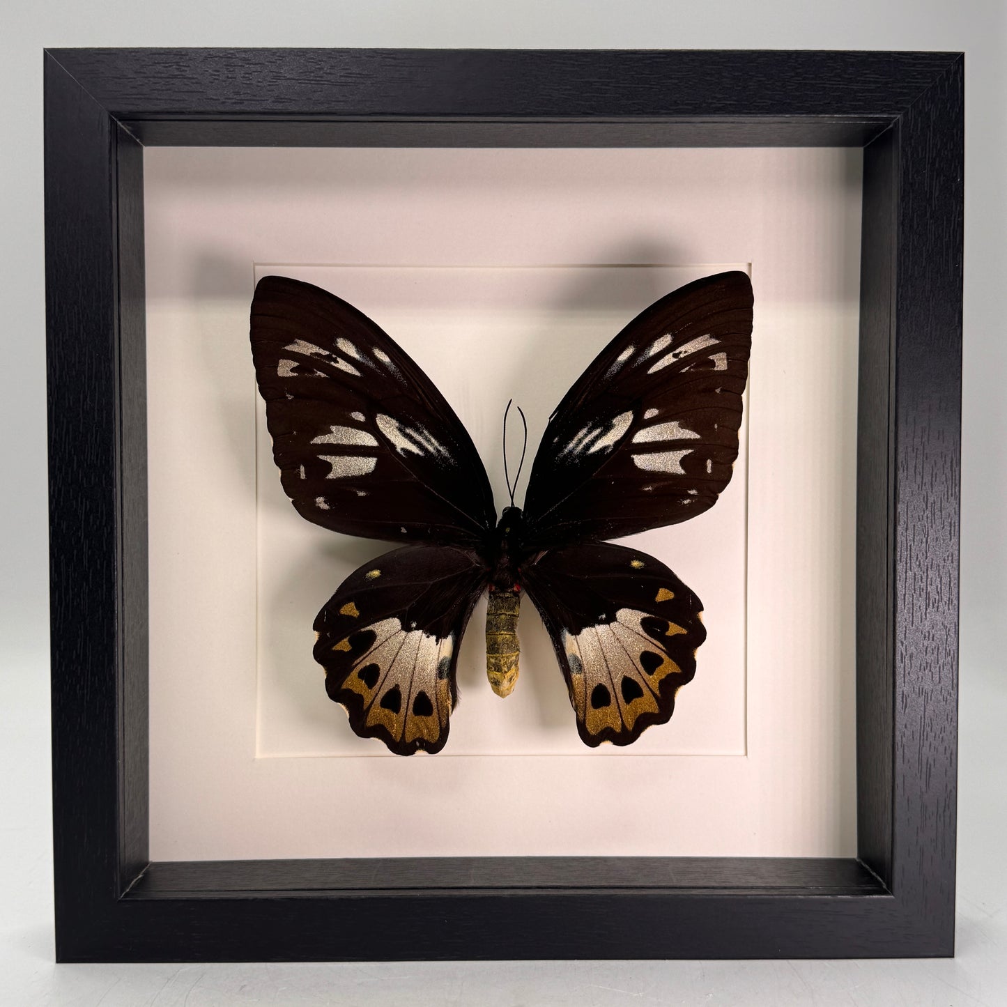 Ornithoptera priamus (vrouw) in lijst 25x25 cm