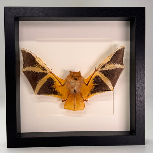 Kerivoula picta – “Painted Bat” in luxe lijst