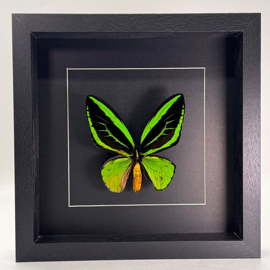 Ornithoptera priamus (man) in lijst 25x25 cm