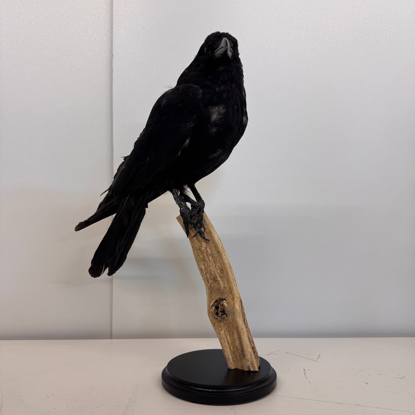 Opgezette Kraai – Uniek Decoratiestuk