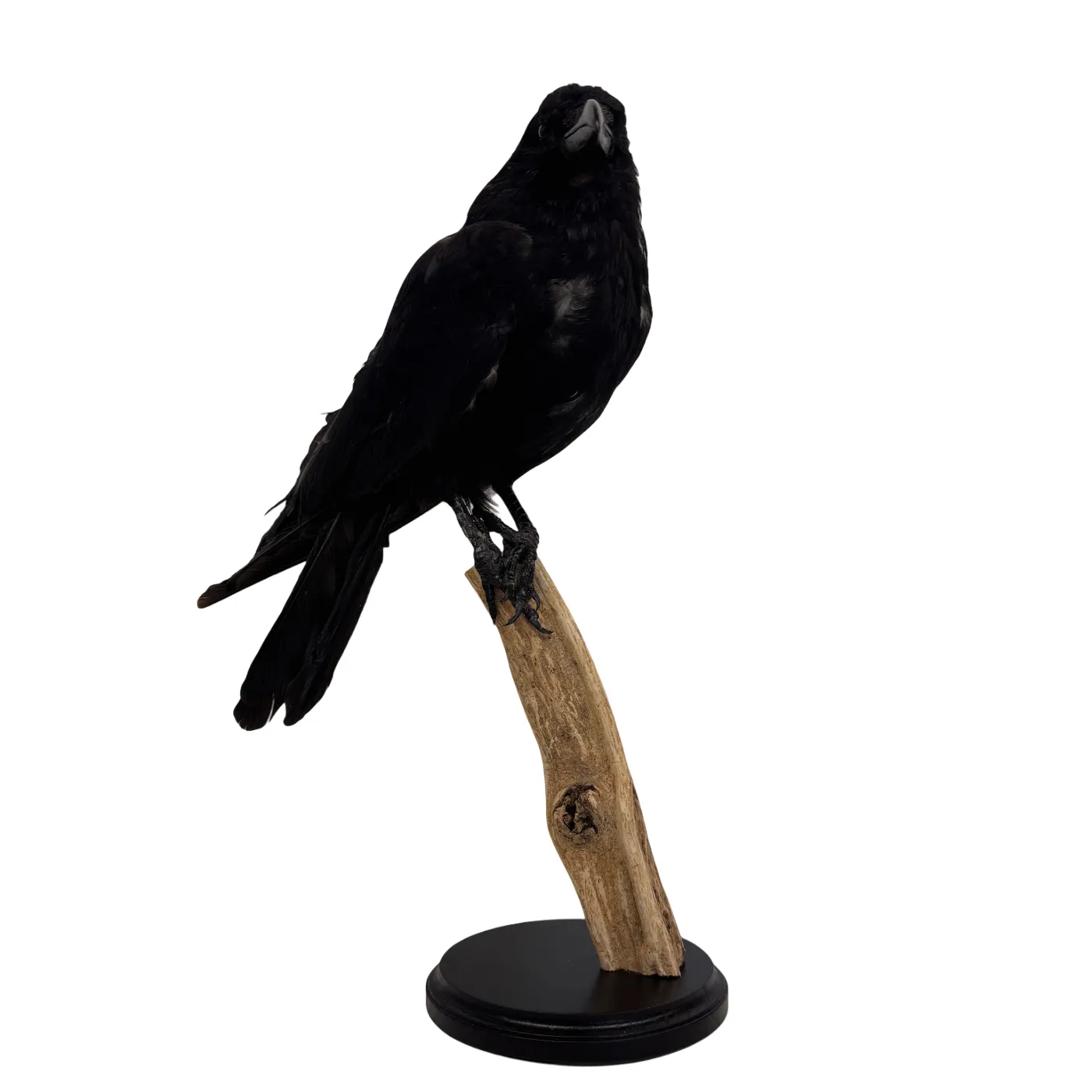 Opgezette Kraai – Uniek Decoratiestuk