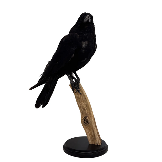Opgezette Kraai – Uniek Decoratiestuk