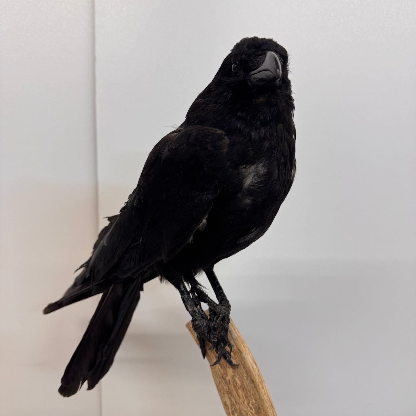 Opgezette Kraai – Uniek Decoratiestuk